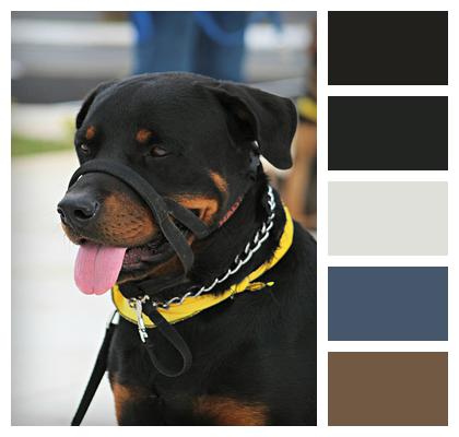 Dog Training Rottweiler Pet Image